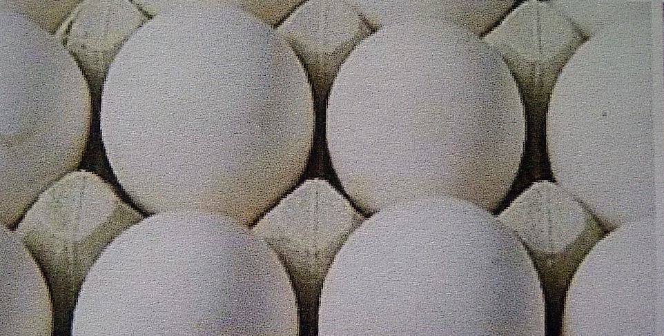 human view of A class eggs (not washed) human view of A class eggs (not washed)