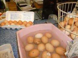 Egg washing