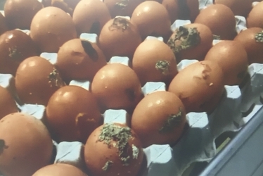 dirty eggs
